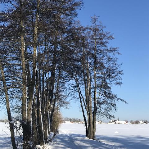 Photo arbre enneigé © Photo saison hiver bureau 